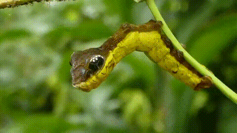 건드리면 철퇴를 휘두르는 애벌레