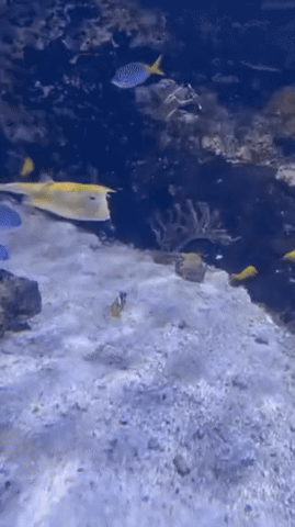 사람 닮은 물고기.gif