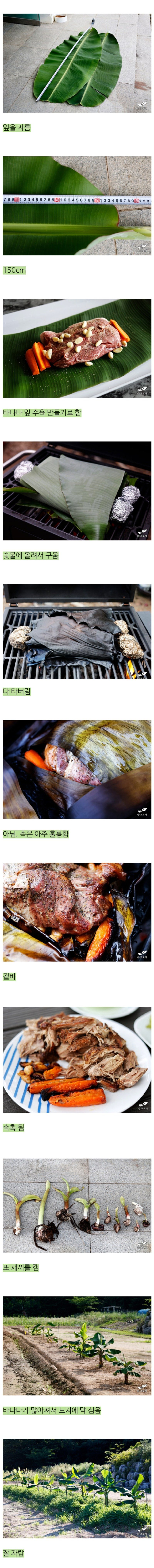 진짜 바나나를 키운 드루이드 (만우절 아님)