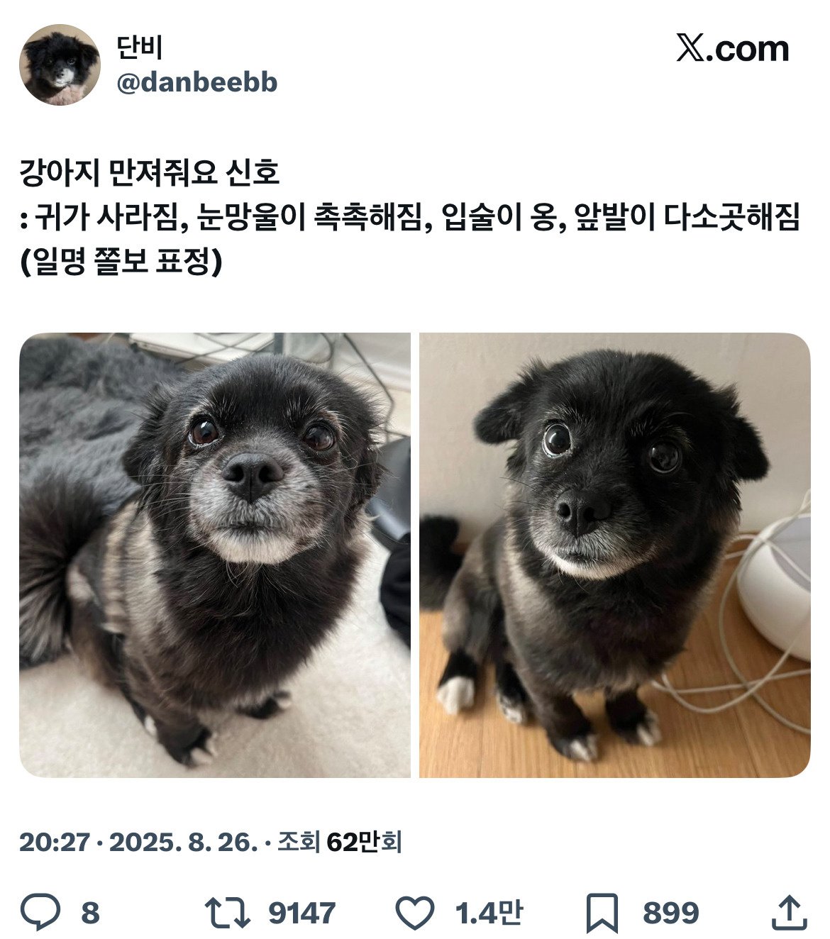 강아지 만져줘요 신호