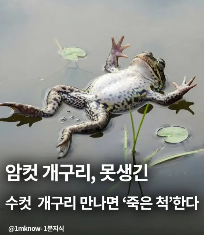 암컷 개구리 못생긴 수컷보면 죽은척 한다