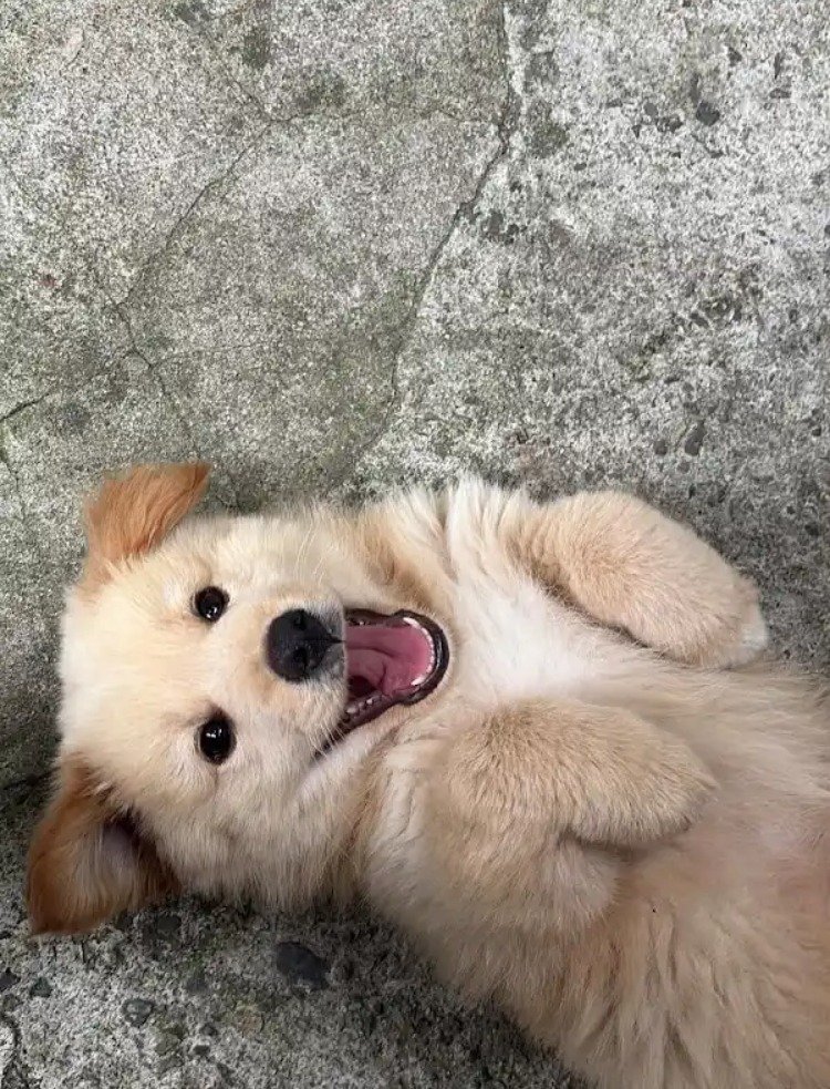 외국 유투브 채널에 소개된 한국 감자.jpg