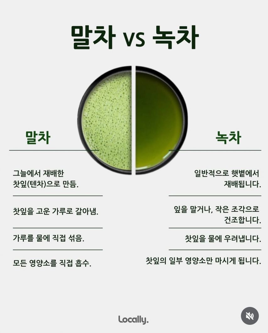 말차 vs 녹차 차이점