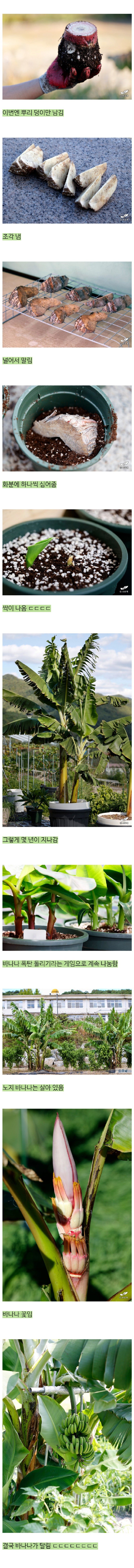 진짜 바나나를 키운 드루이드 (만우절 아님)