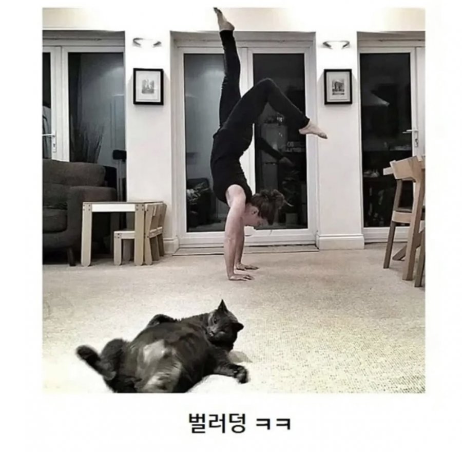 이해 할 수 없는 고양이 모음집 ㅎㅎ