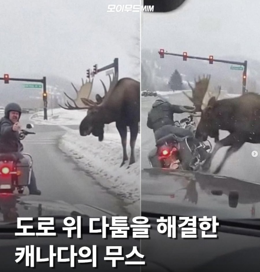 도로 위 즉결심판 당한 오토바이