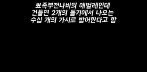 건드리면 철퇴를 휘두르는 애벌레