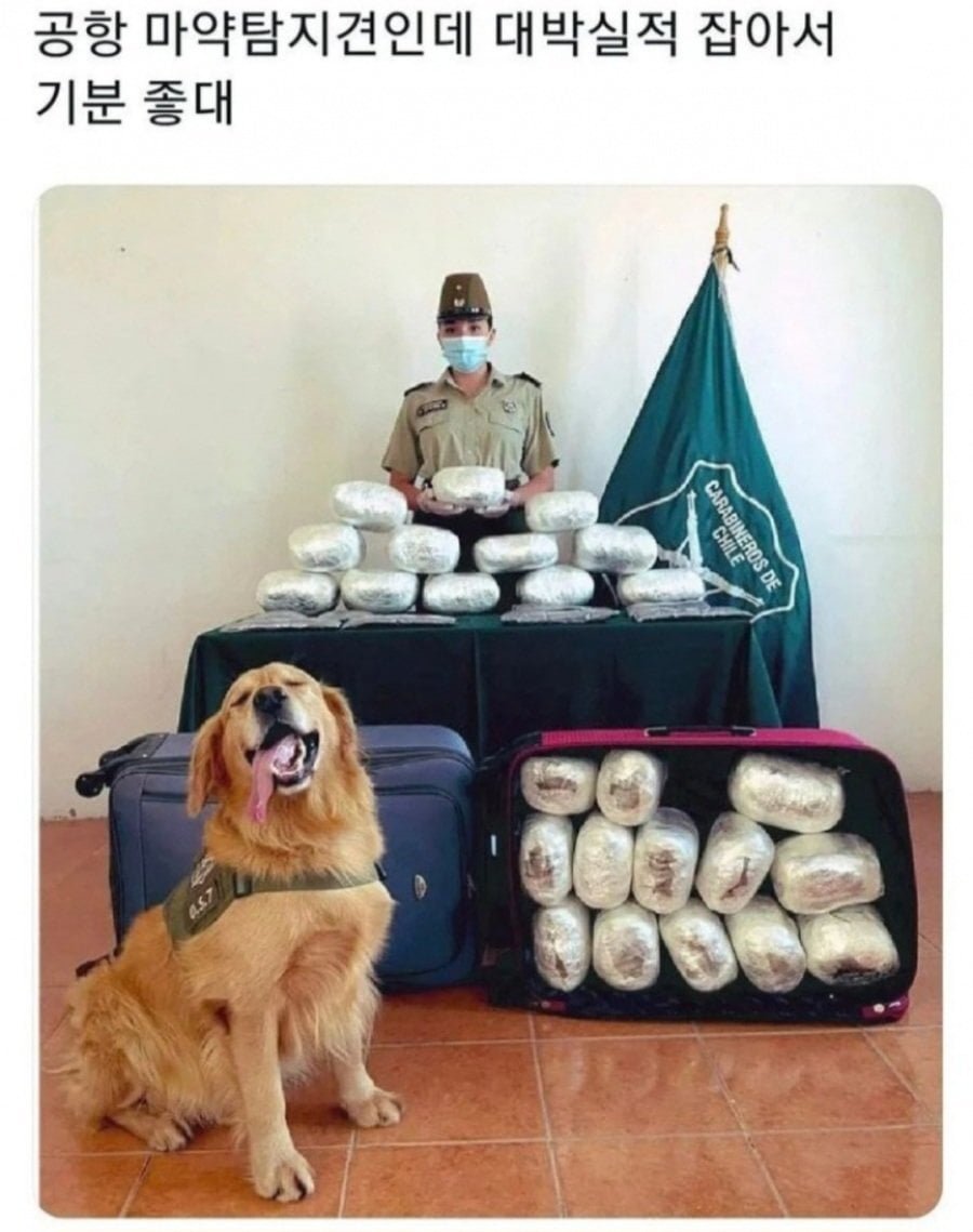 기분 좋아보이는 강아지