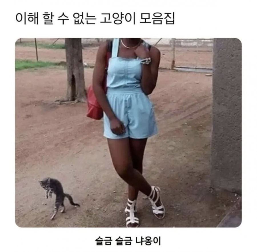 이해 할 수 없는 고양이 모음집 ㅎㅎ