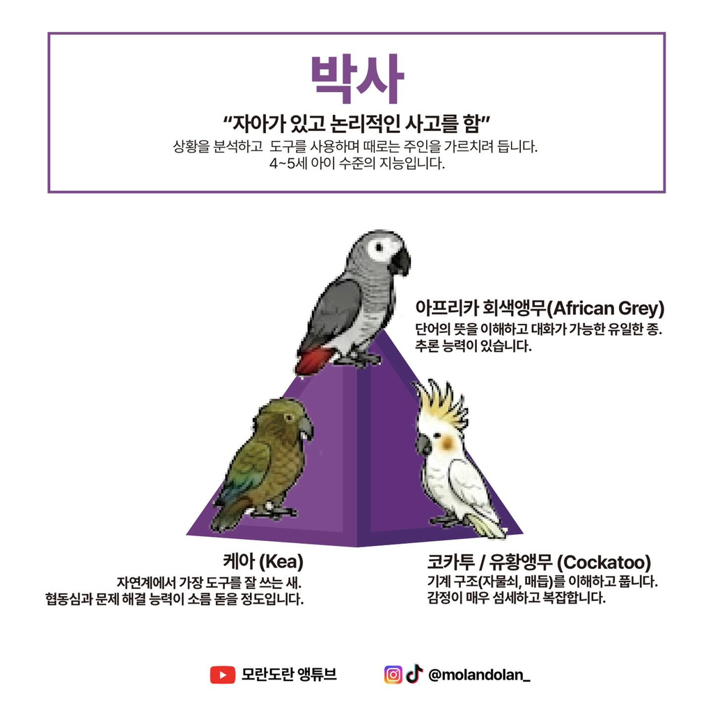 재미로 보는 앵무새 성향 & 지능 티어도