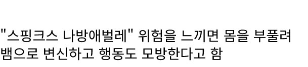 건드리면 철퇴를 휘두르는 애벌레