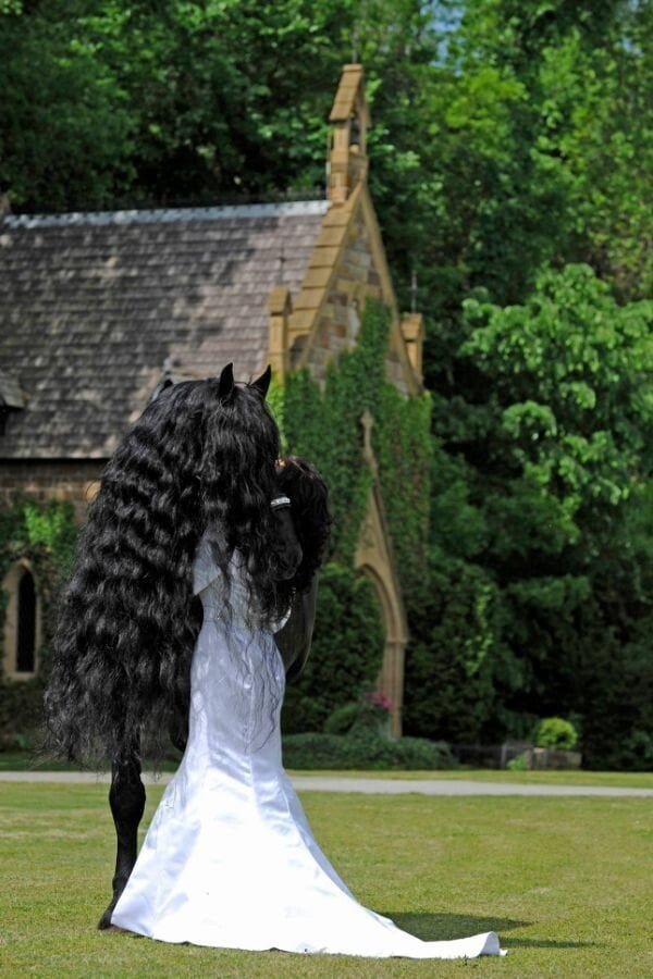 세계에서 가장 잘생긴 말.mp4