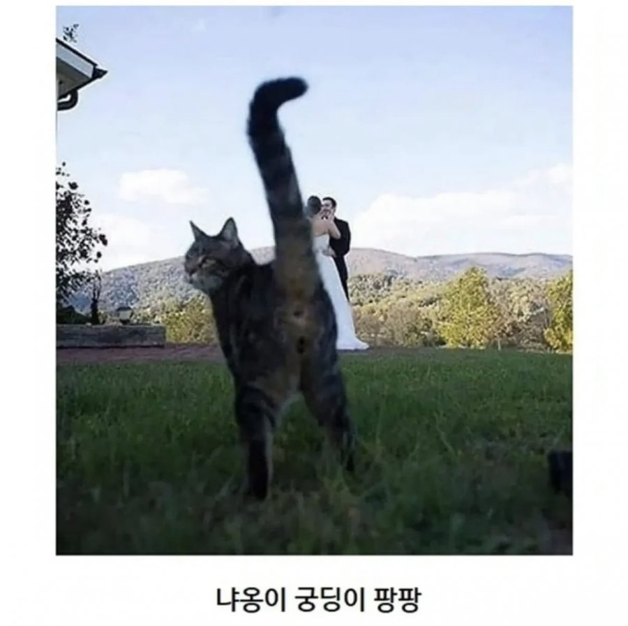 이해 할 수 없는 고양이 모음집 ㅎㅎ