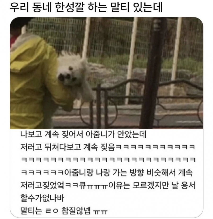우리 동네 한성깔 하는 말티 있는데.jpg
