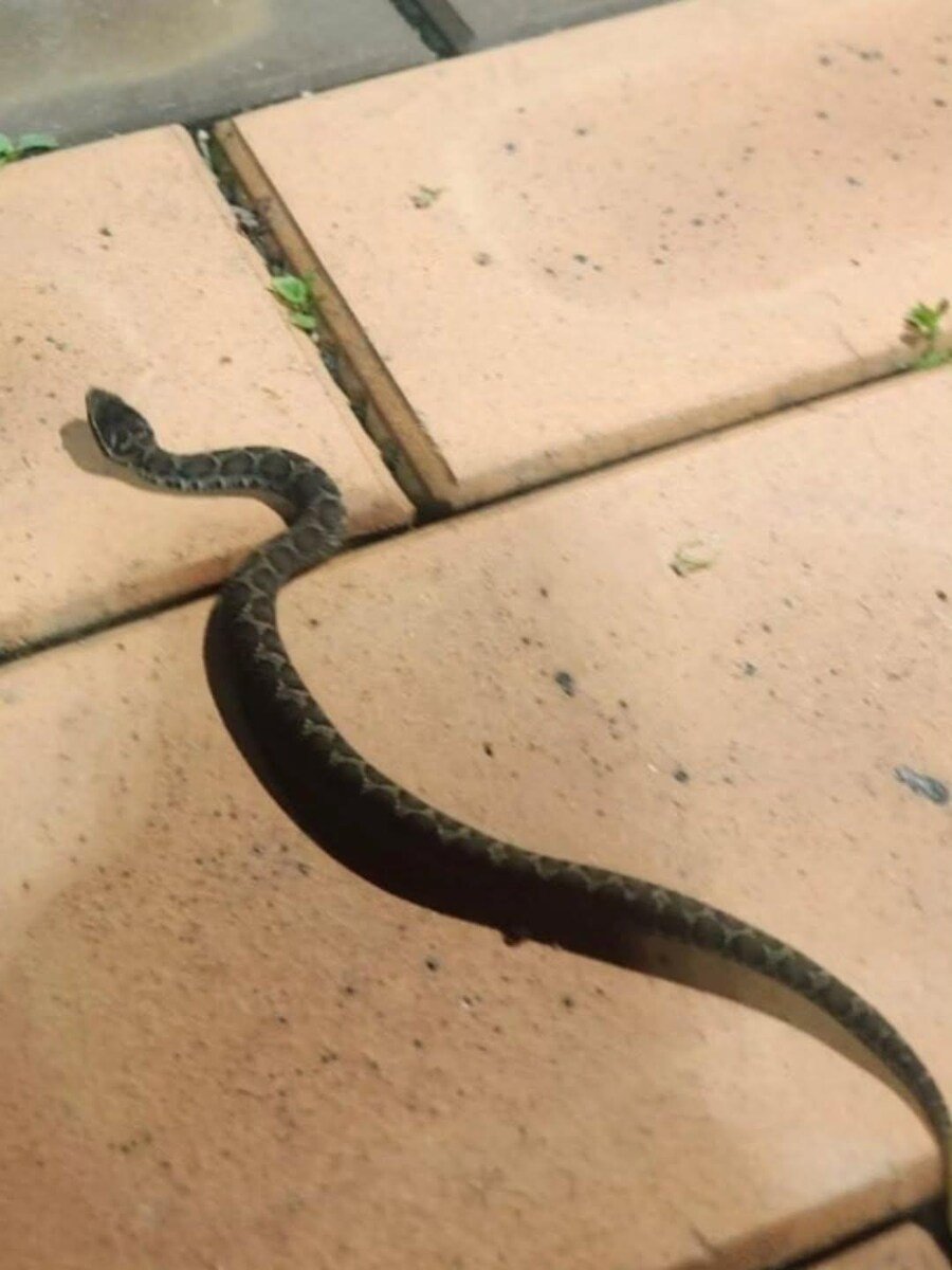 오늘자 파충류 유튜버 구독자 레전드