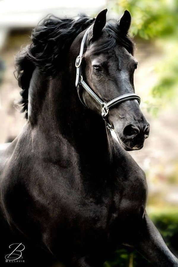 세계에서 가장 잘생긴 말.mp4