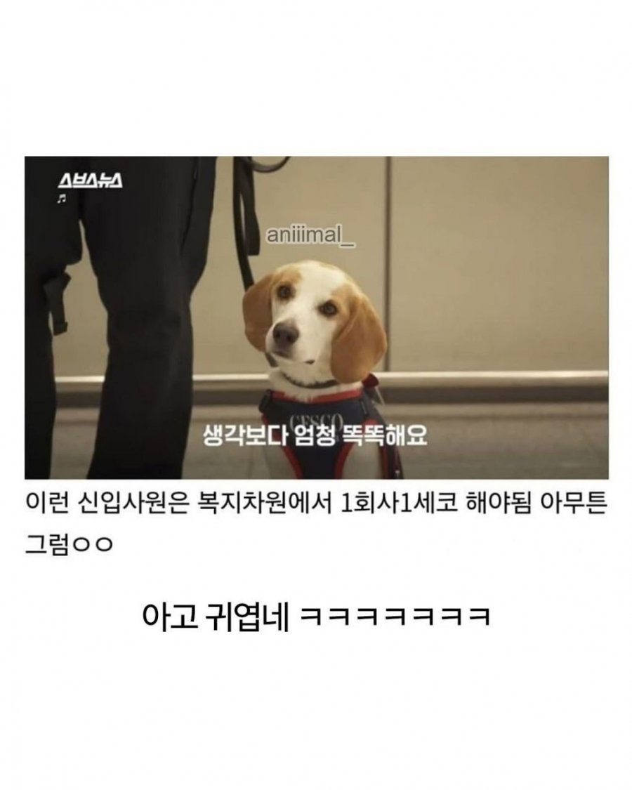 20분 일하고 30분 쉬는 댕댕이