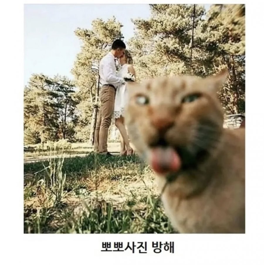 이해 할 수 없는 고양이 모음집 ㅎㅎ
