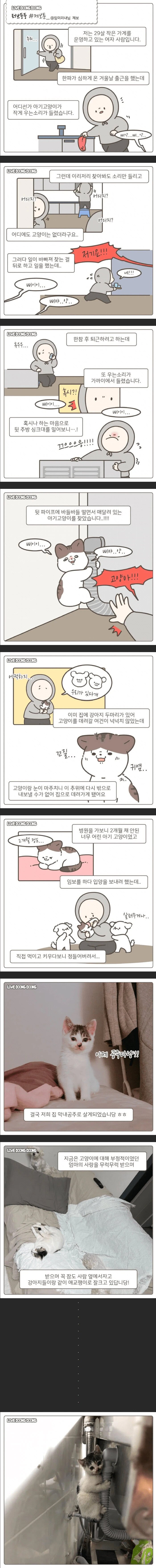 고양이를 입양하게 된 이유 만화