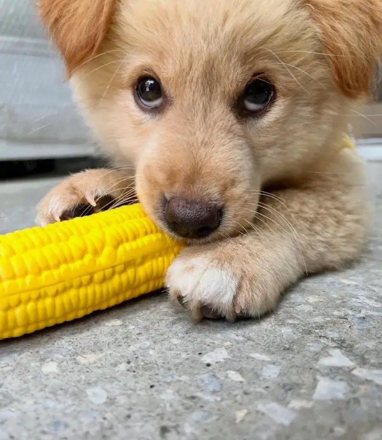 외국 유투브 채널에 소개된 한국 감자.jpg