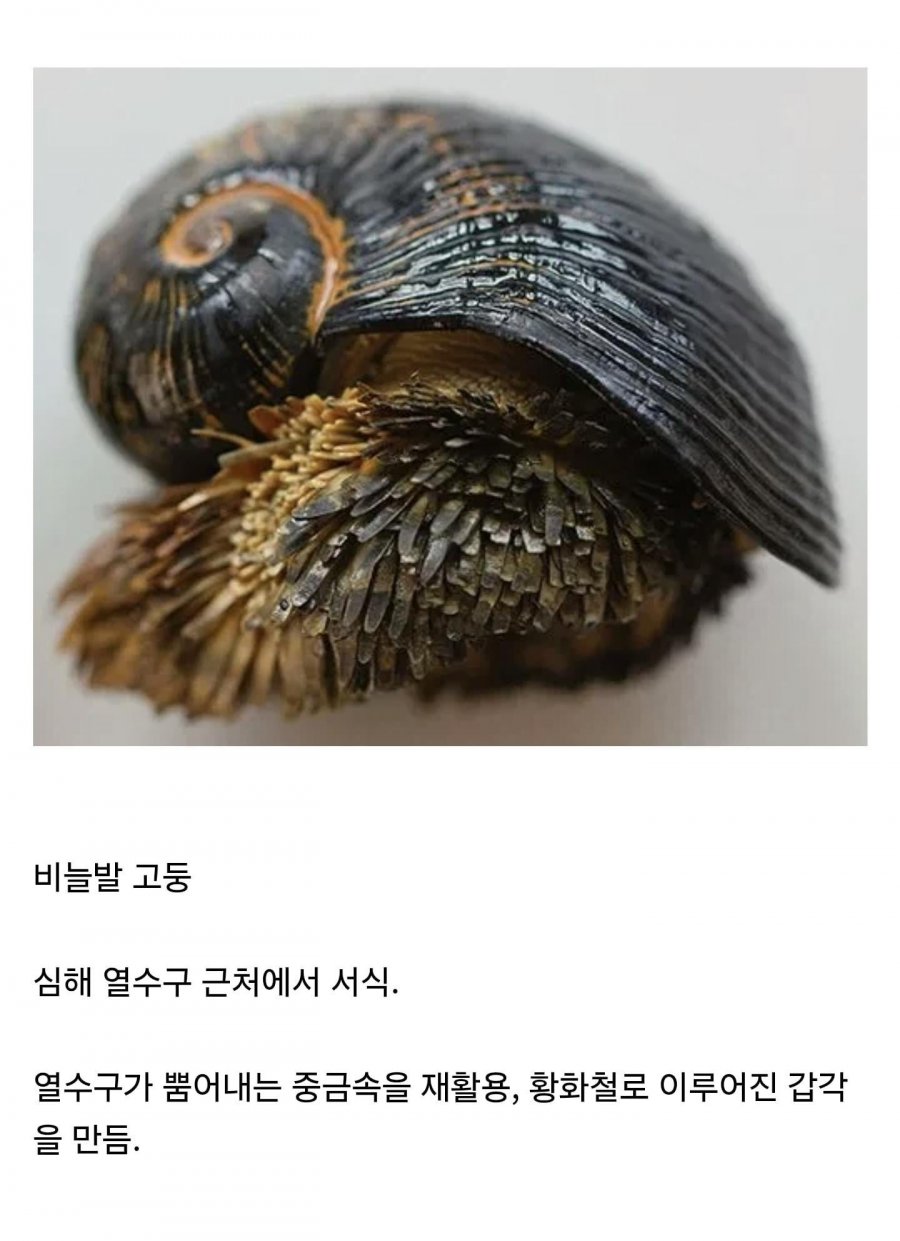 놀랍게도 현실에 존재하는 생체 대장간 생명체