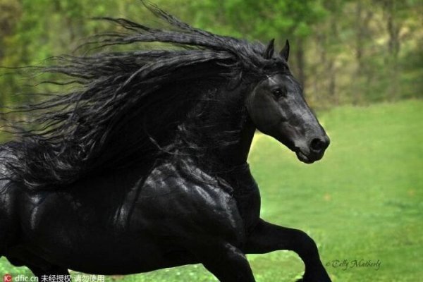 세계에서 가장 잘생긴 말.mp4