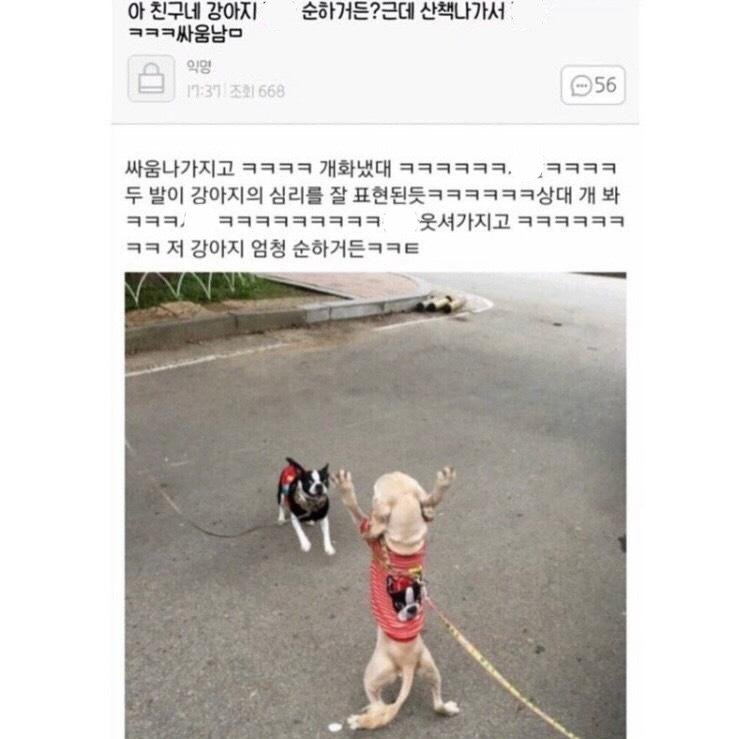 친구네 강아지가 정말 순하거든? 근데 산책 나가서 싸움남