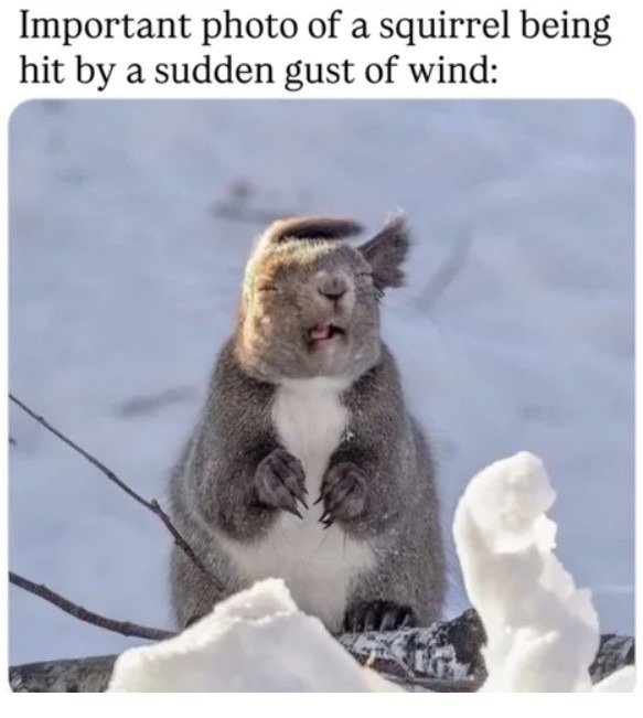 갑자기 돌풍 맞은 다람쥐 얼굴