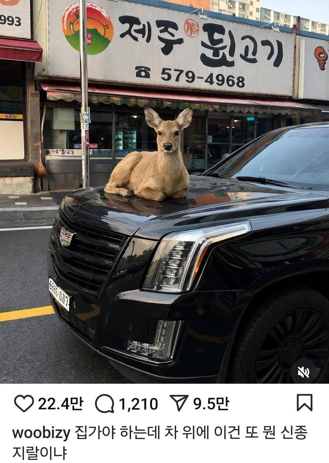 고량이 근황.jpg