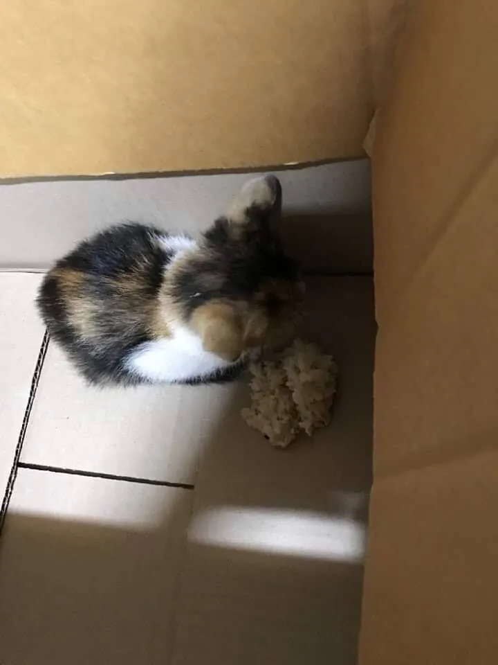 동물을 한번도 키워본적이 없는게 확실한 사람