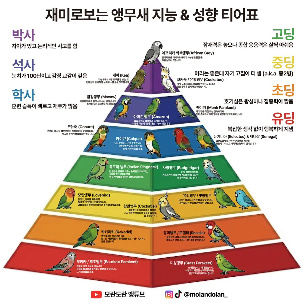 재미로 보는 앵무새 성향 & 지능 티어도