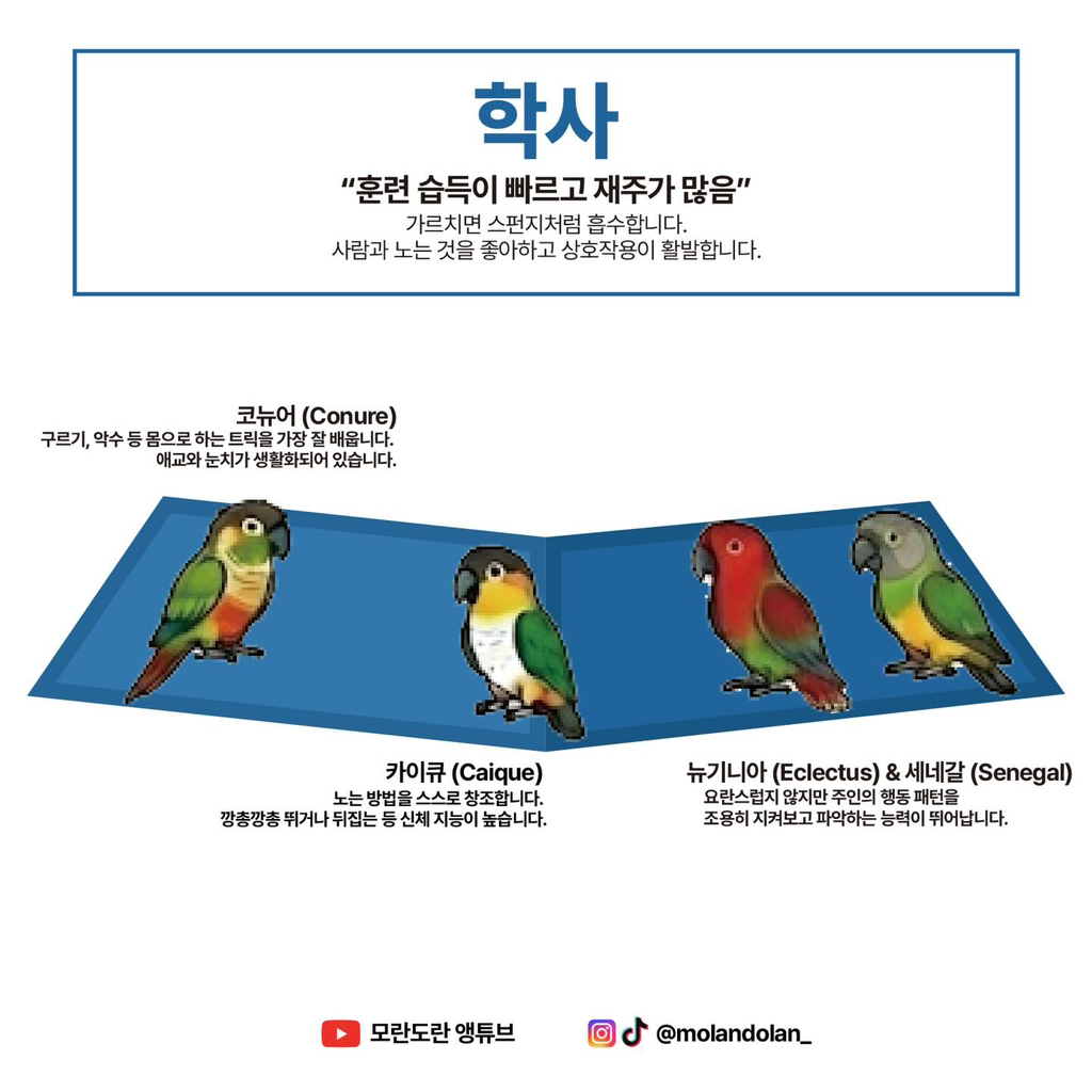 재미로 보는 앵무새 성향 & 지능 티어도
