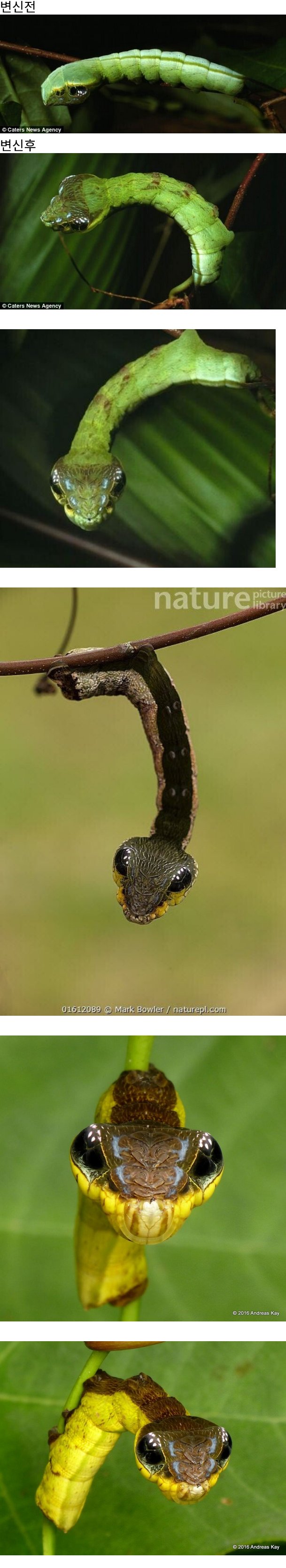 건드리면 철퇴를 휘두르는 애벌레