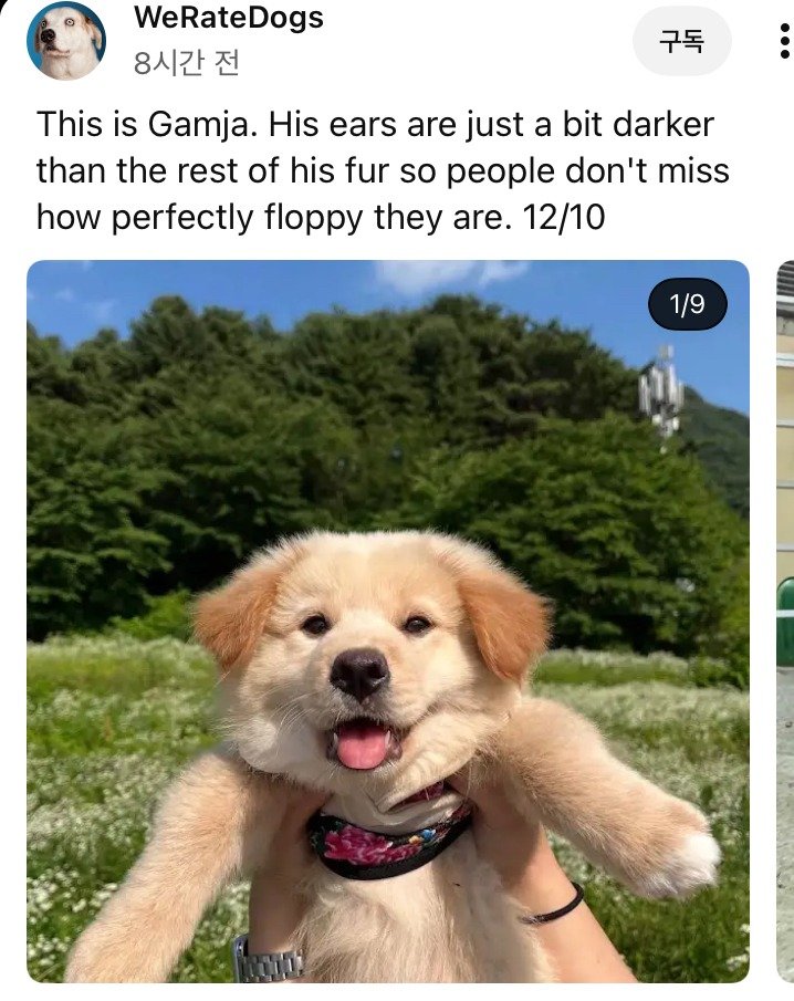 외국 유투브 채널에 소개된 한국 감자.jpg