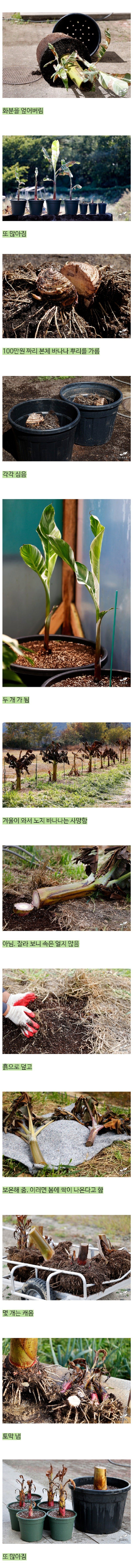 진짜 바나나를 키운 드루이드 (만우절 아님)