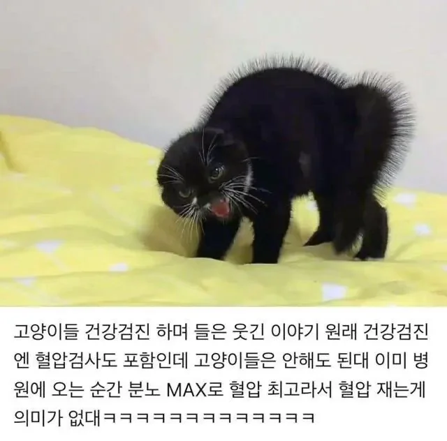 고양이는 혈압검사를 안하는 이유