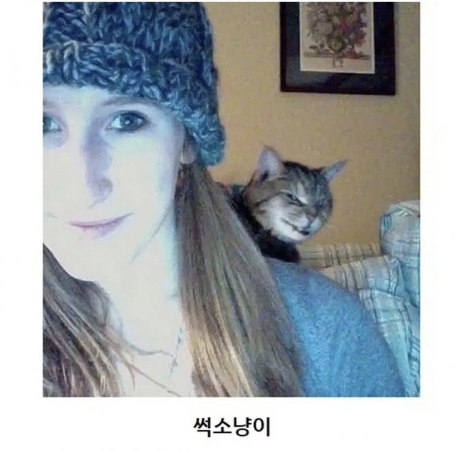 이해 할 수 없는 고양이 모음집 ㅎㅎ