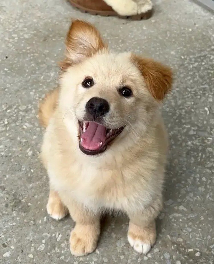 외국 유투브 채널에 소개된 한국 감자.jpg