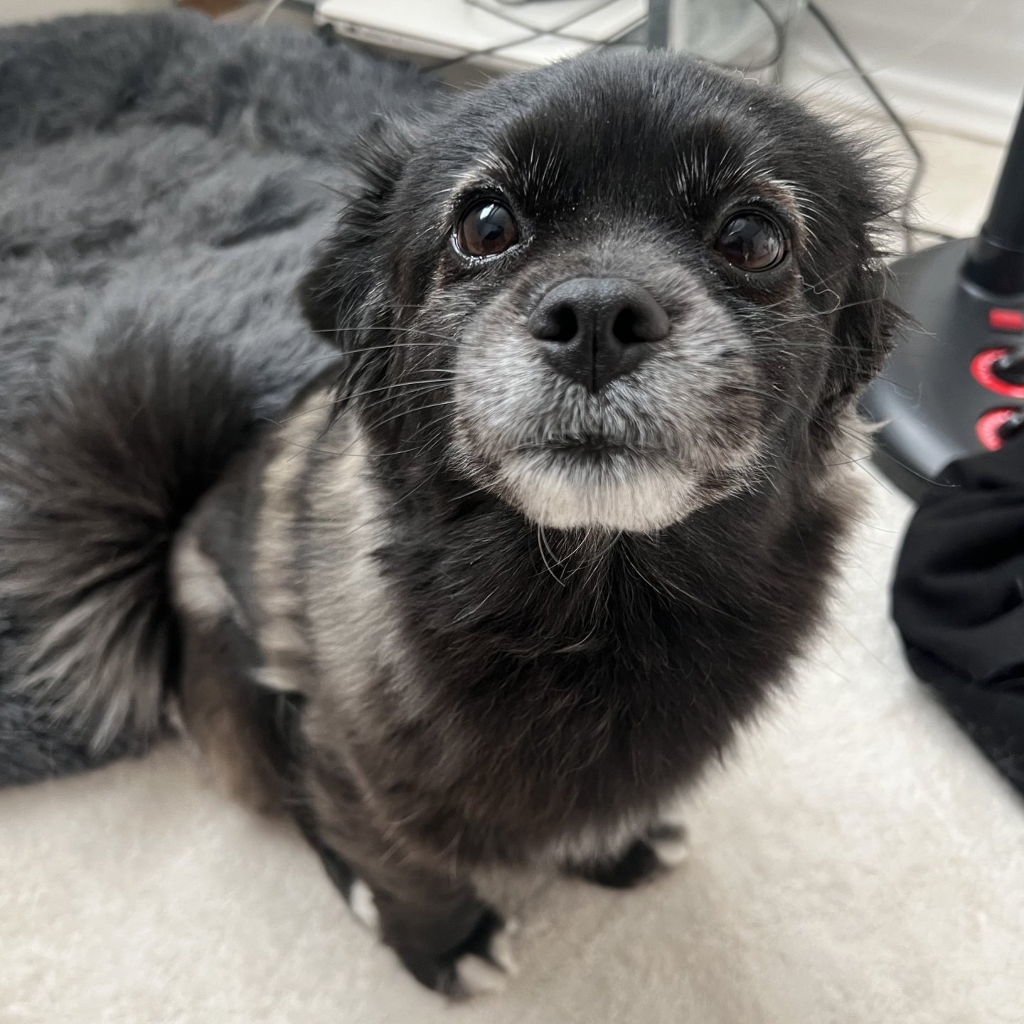 강아지 만져줘요 신호