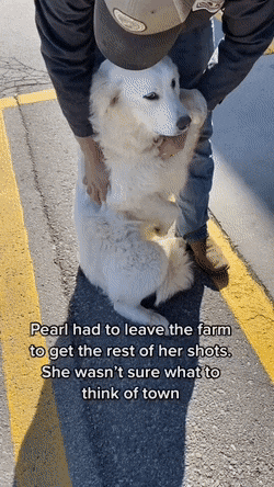 주사 맞으러 시내 왔는데 넘 무서워요 gif