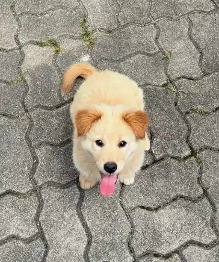 외국 유투브 채널에 소개된 한국 감자.jpg