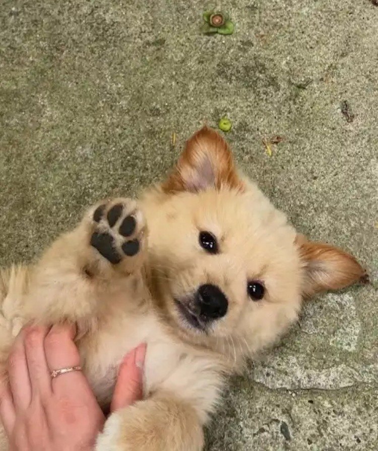 외국 유투브 채널에 소개된 한국 감자.jpg