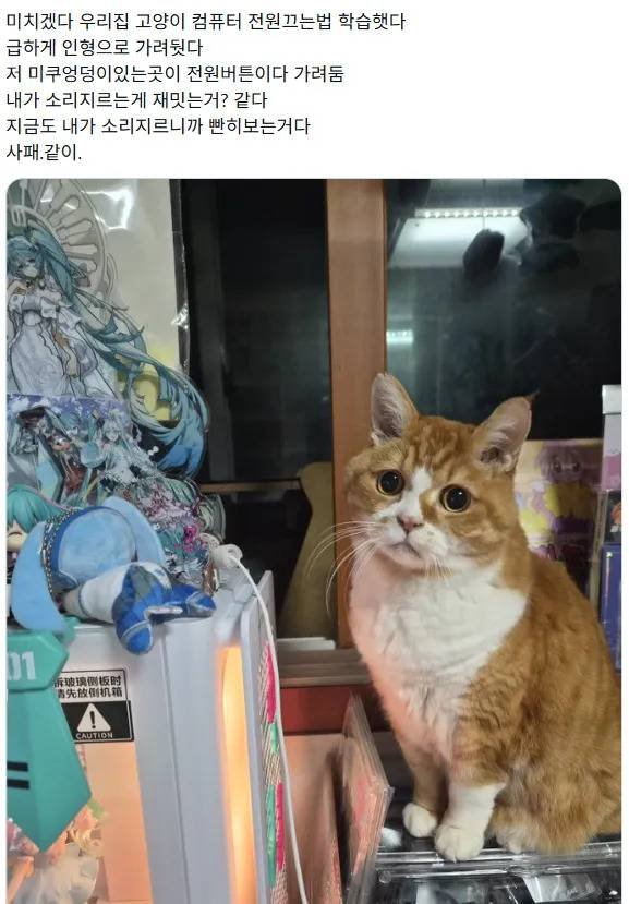 집사를 괴롭게 하는 방법을 터득한 고양이