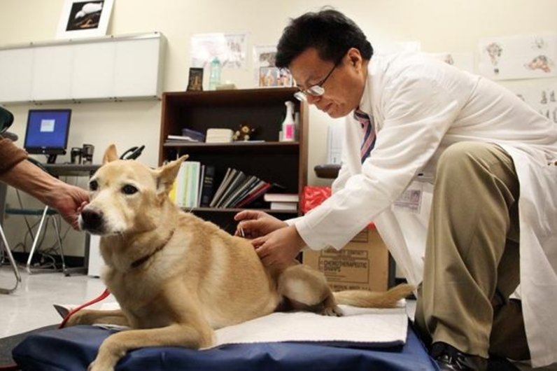 몸이 불편한 댕댕이를 위해 침술 놓는 병원