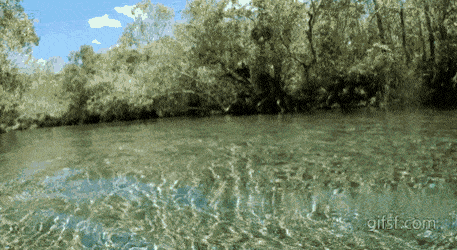 아직도 하마에 대해 모르는 사람이 많은 정보.gif