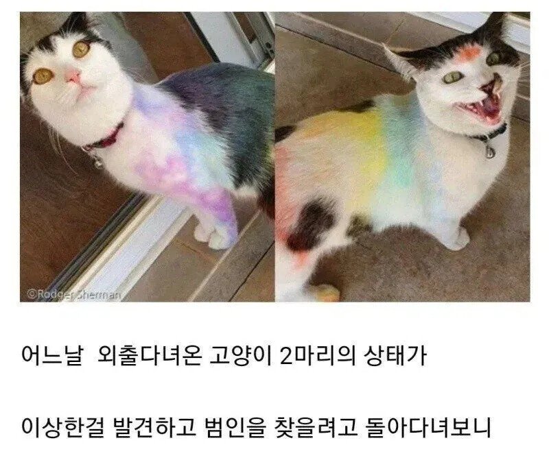 고양이가 동네에서 괴롭힘 당함