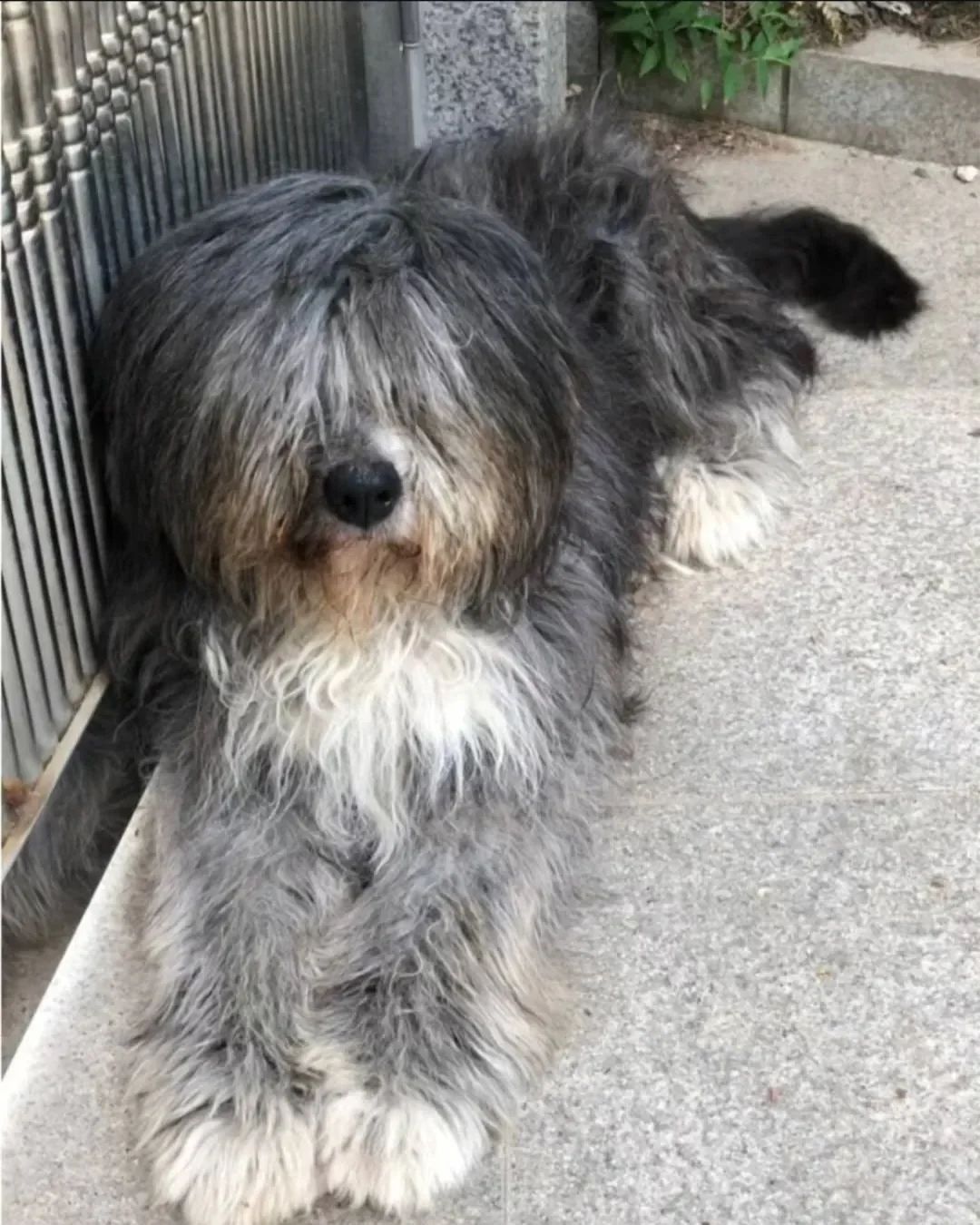 개충격인 삽살개 머리 밀었을때