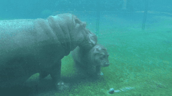 아직도 하마에 대해 모르는 사람이 많은 정보.gif