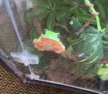 표면에 빨판처럼 달라붙는 청개구리.gif