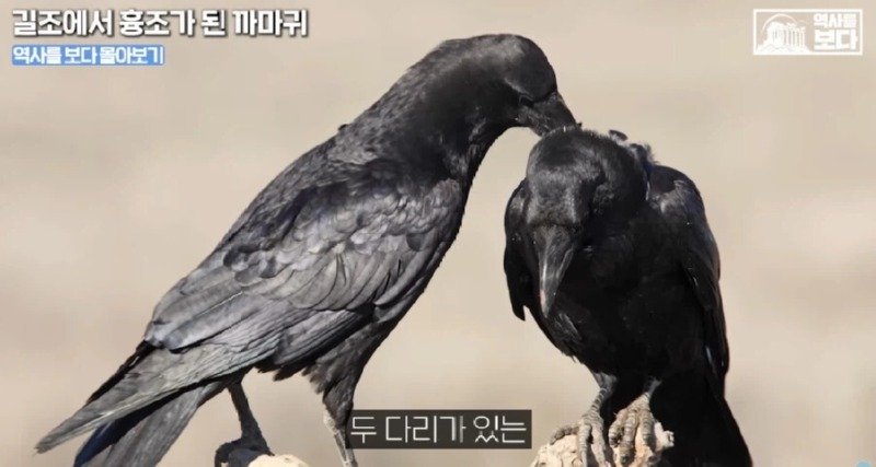 삼족오의 충격적 정체.JPG